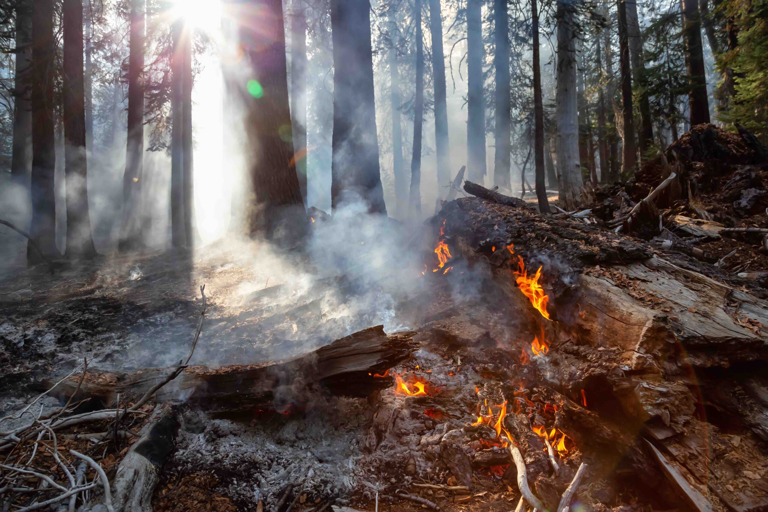 Wild forest fire in Yosemite National Park, California, United States of America.